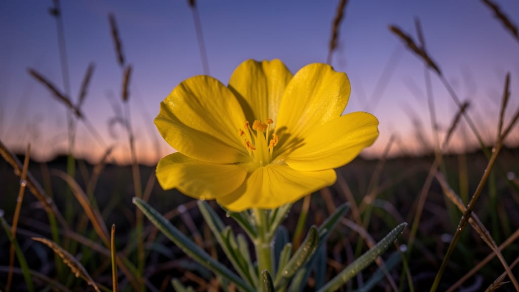 Evening Primrose with Yellow Cup-Shaped Blooms
